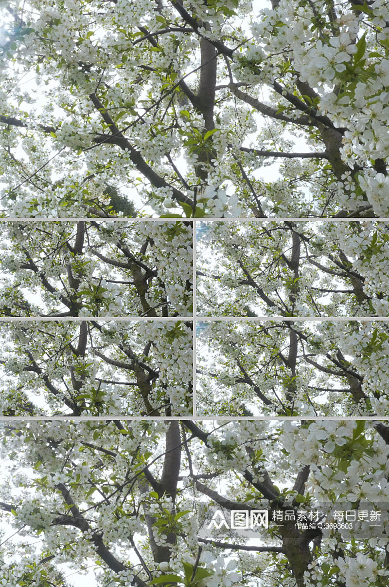 4k实拍唯美白色梨树开花视频素材素材