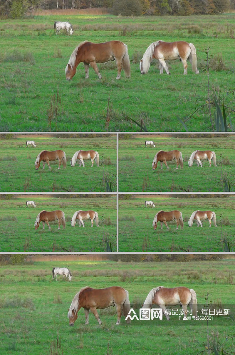 实拍草地上马在吃草视频素材素材