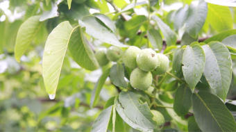 实拍核桃树未成熟的核桃植物视频素材-众图网