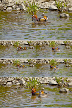 实拍湖水中两只小鸭子游动