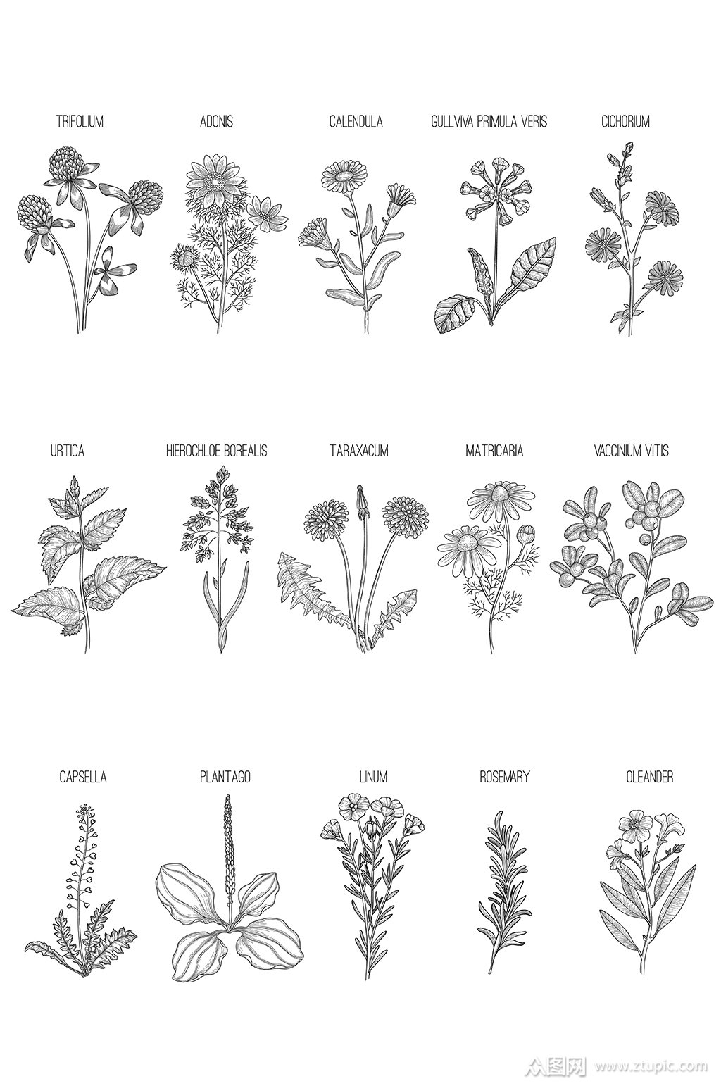 卡通手绘线描植物