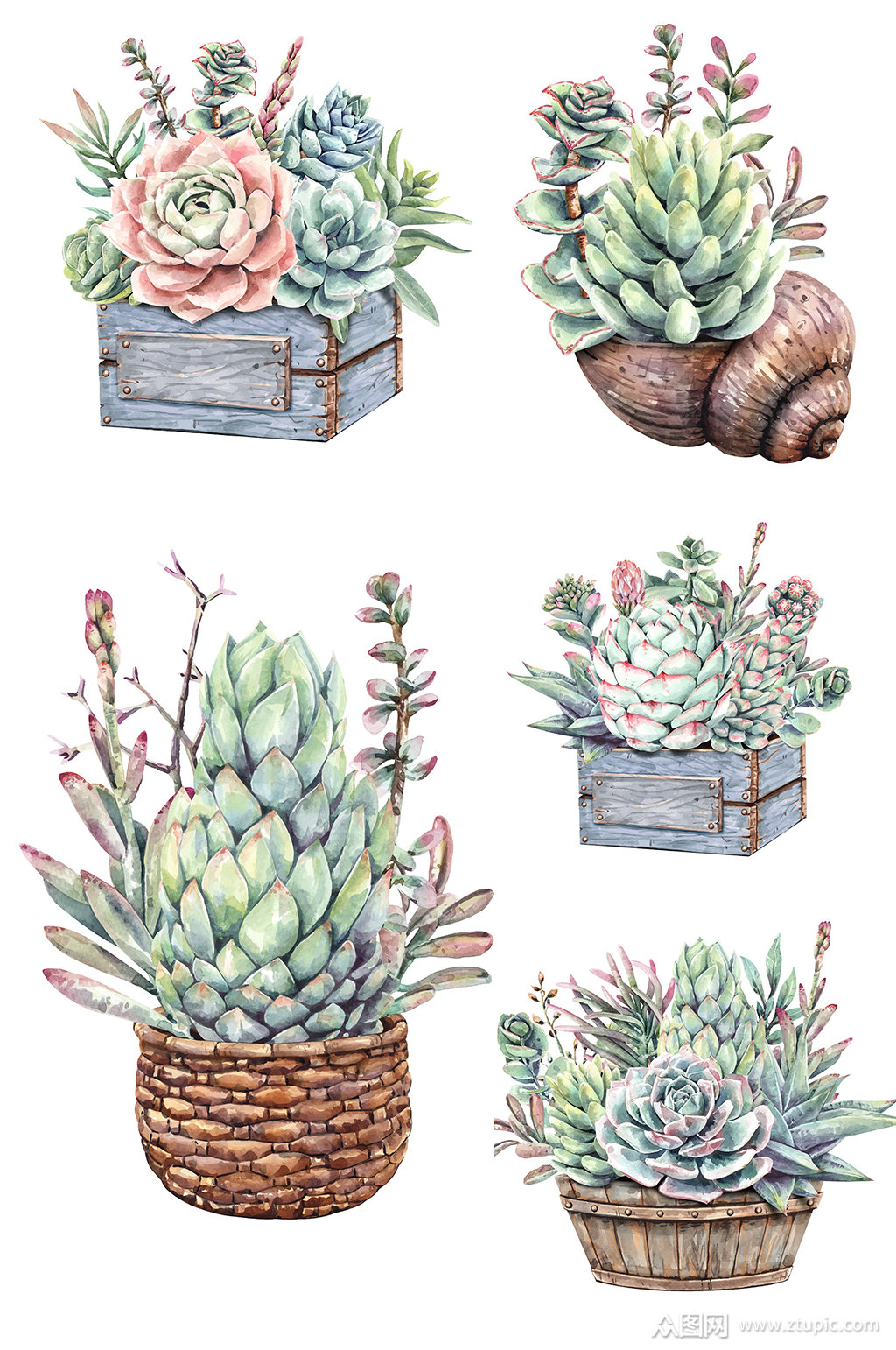 彩铅绘画多肉植物