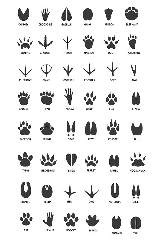 手绘动物脚印素材