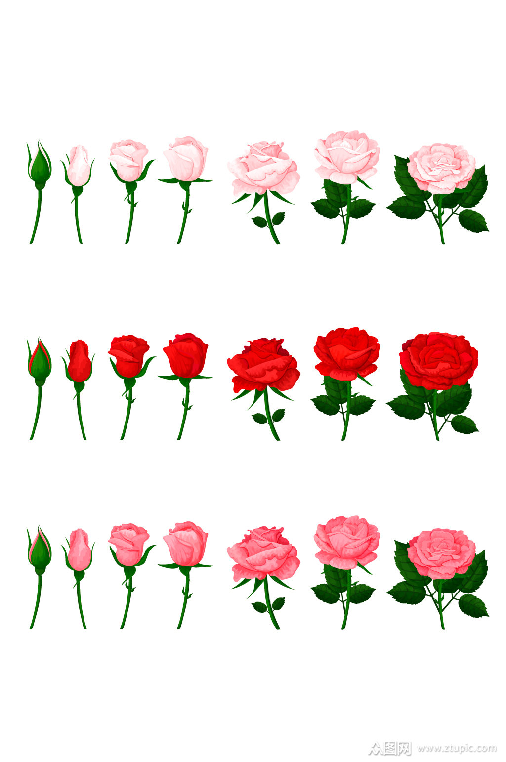 玫瑰花开花过程元素