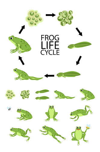 青蛙成长矢量元素