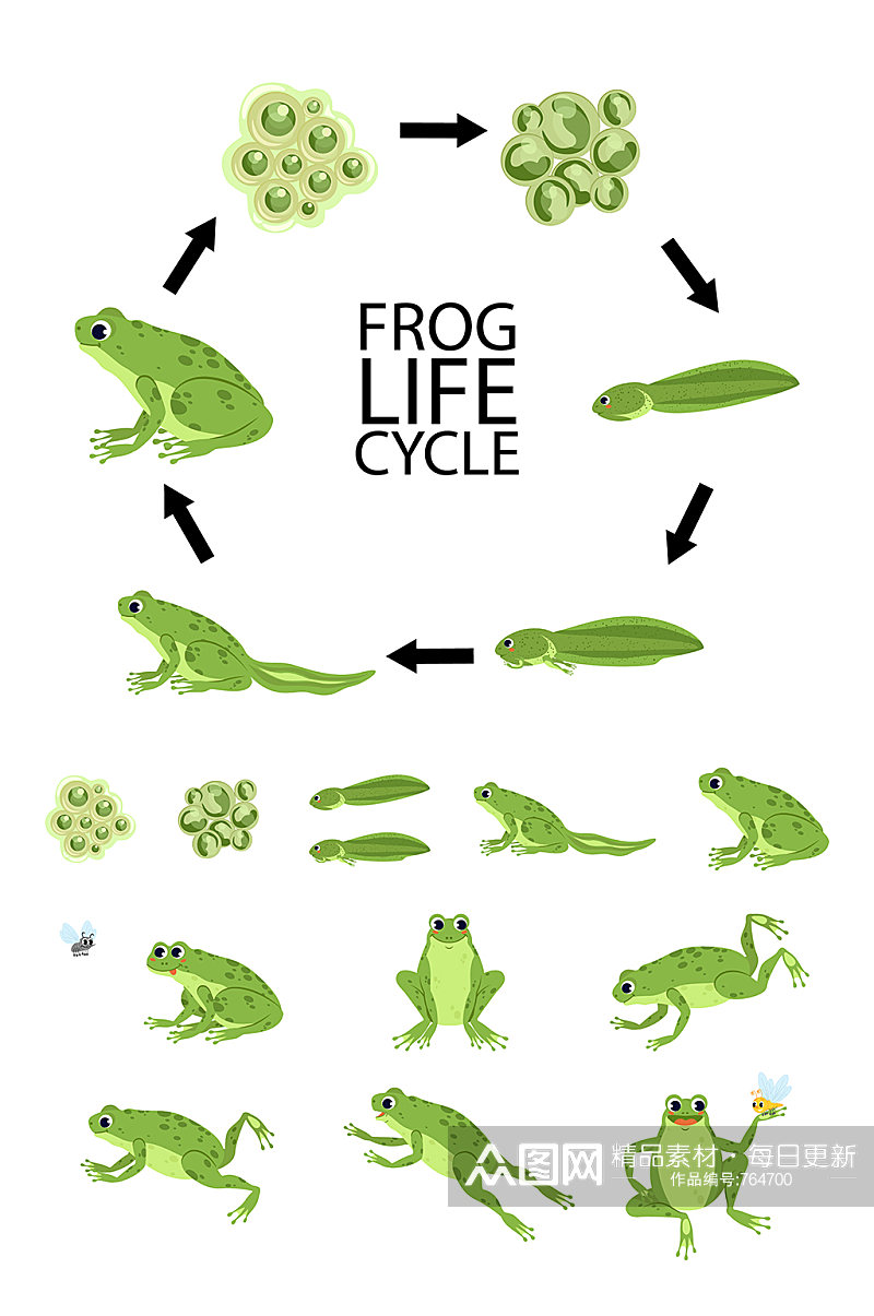 青蛙成长矢量元素素材