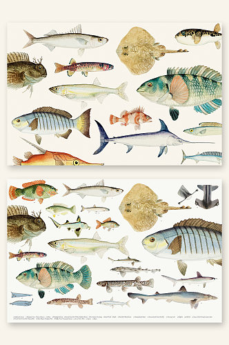 手绘海洋鱼类矢量插画