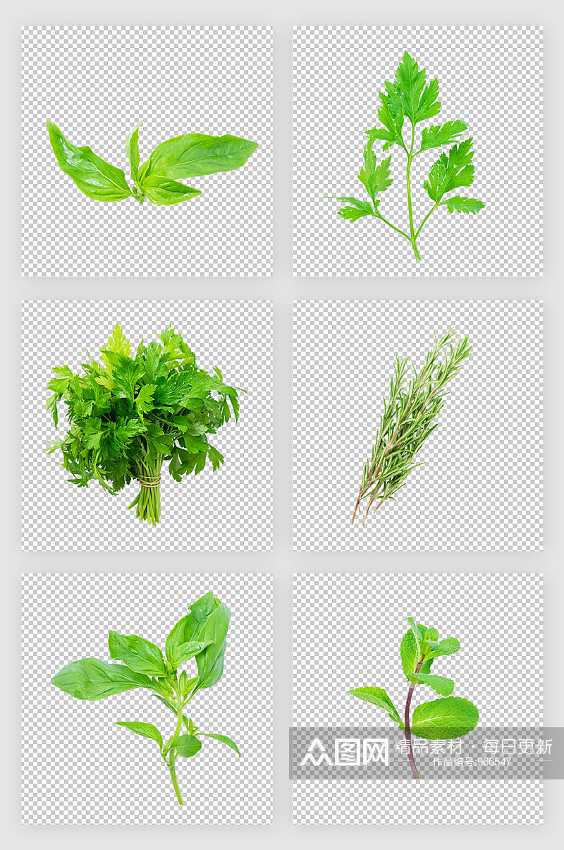 绿植草药枝叶PNG免抠元素素材