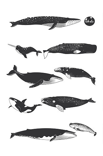 手绘鲸鱼矢量插画元素