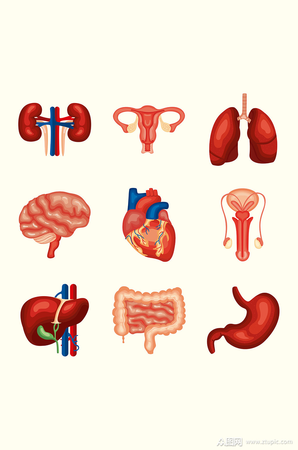 脏腑器官矢量卡通元素素材