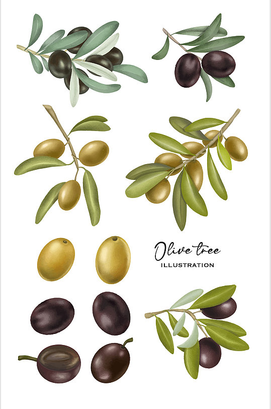 橄榄植物果实写实元素