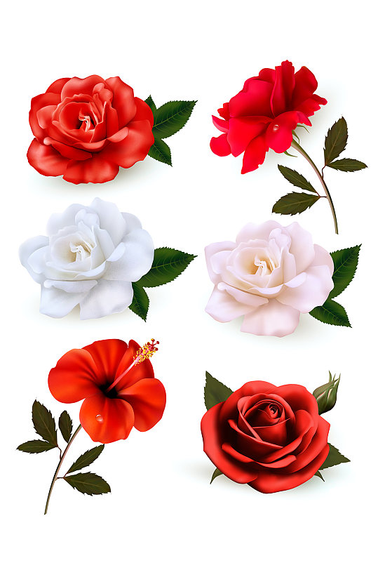 写实风格玫瑰扶桑花元素
