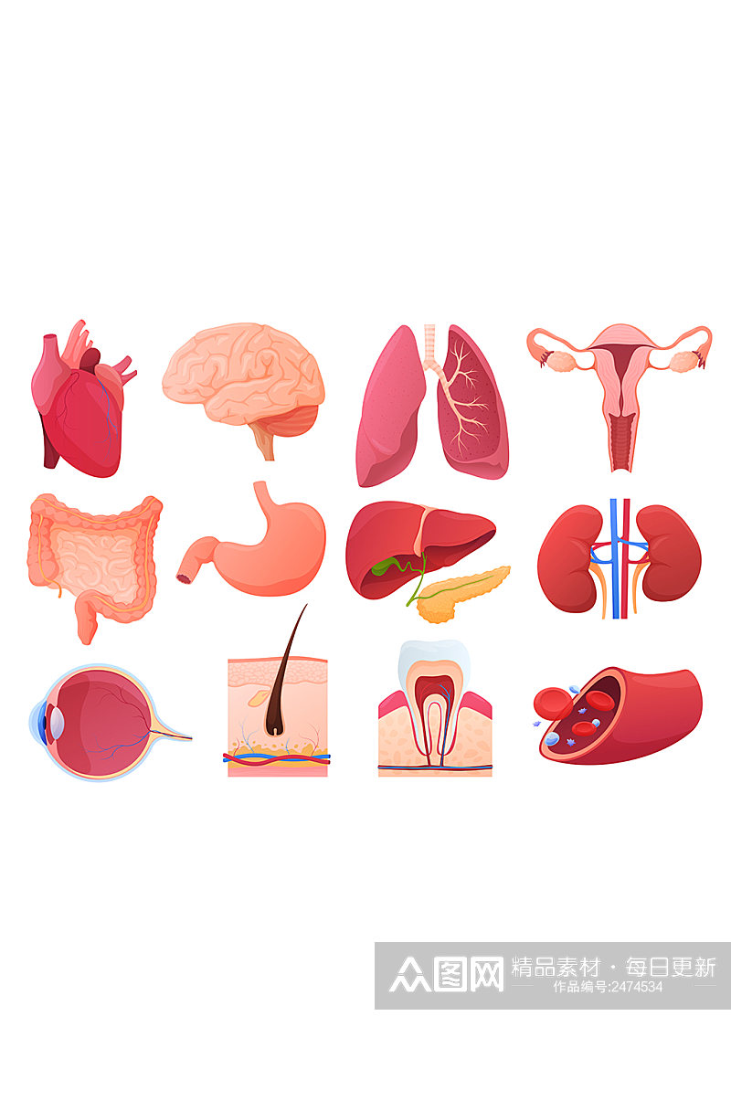 人体内脏器官与皮肤血管元素素材