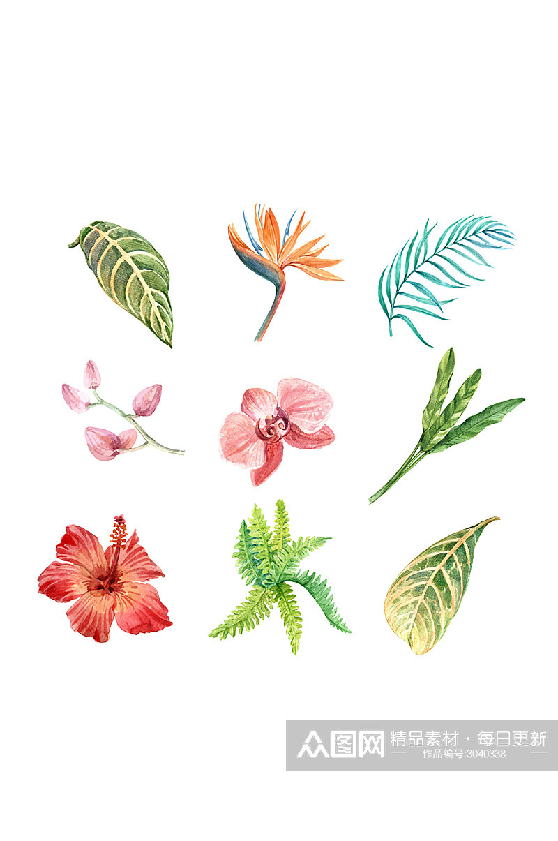 水彩手绘热带花卉元素素材