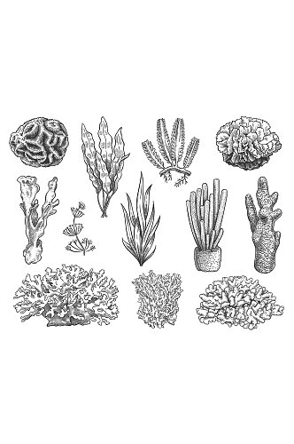 手绘素描珊瑚矢量元素