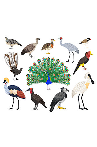 孔雀鸟类矢量动物元素