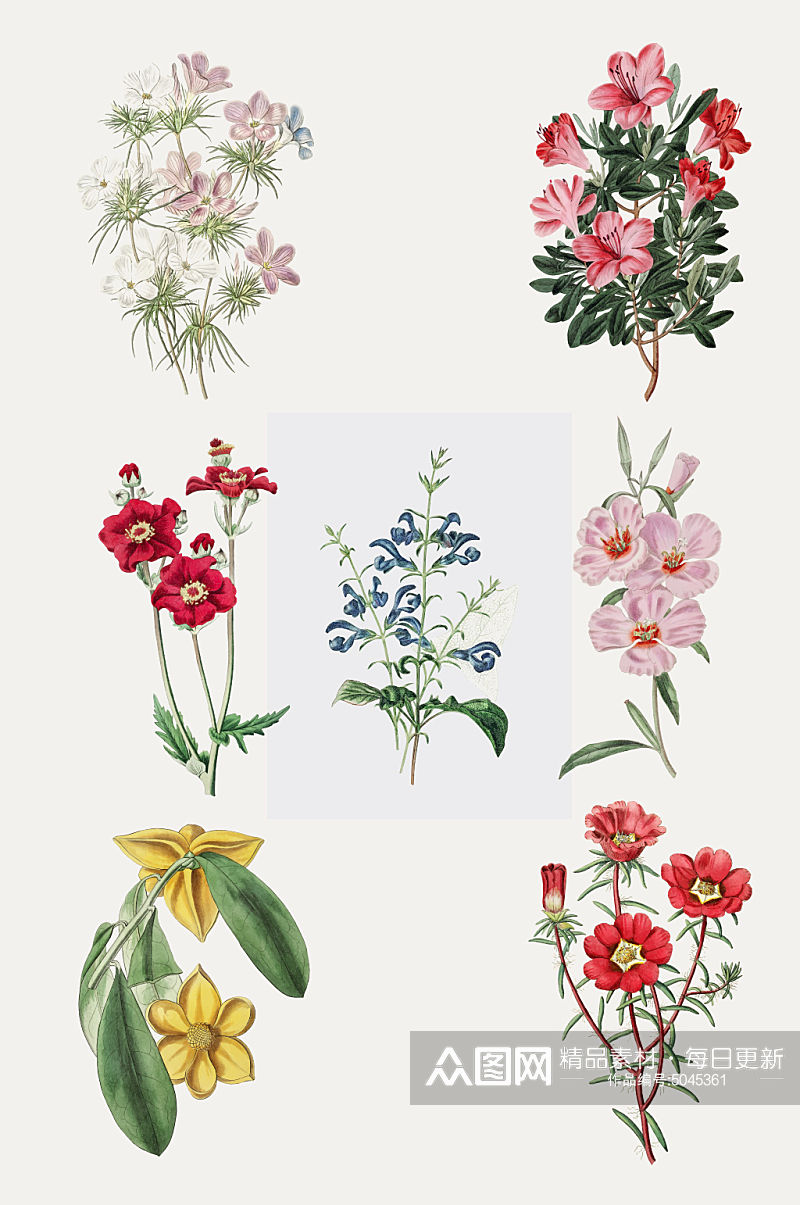 绘画花朵花卉免抠设计元素素材