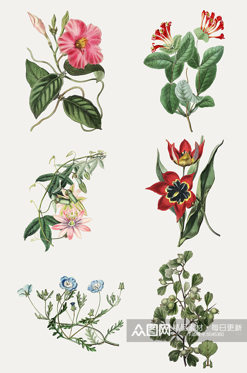 绘画花朵花卉免抠设计元素素材