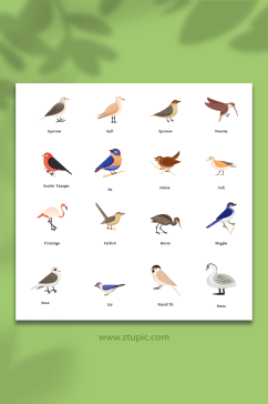 鸟类集合矢量元素