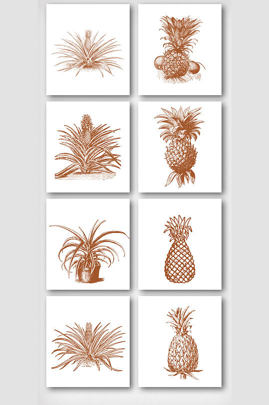 彩铅素描菠萝植物元素