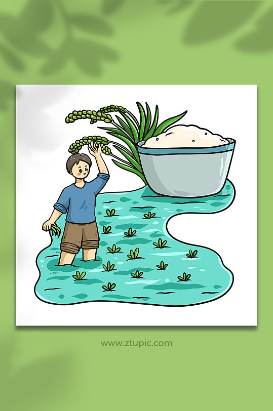 夏季芒种节气水稻米元素插画