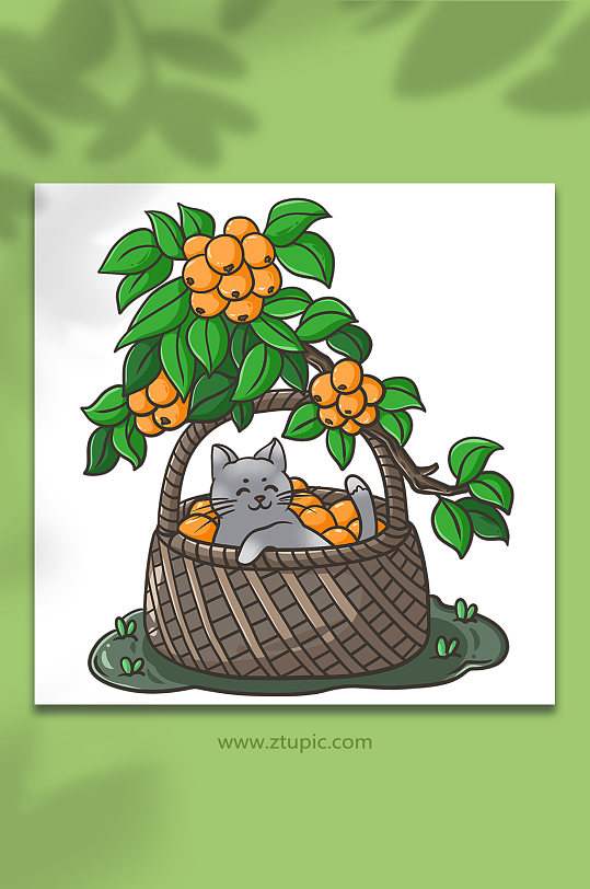小满节气夏季枇杷可爱猫咪元素插画