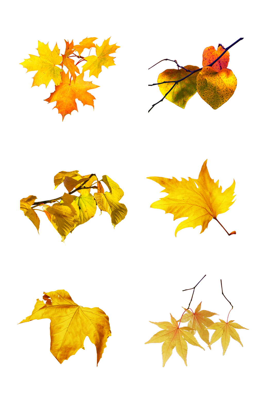 秋天树叶名称图片介绍图片