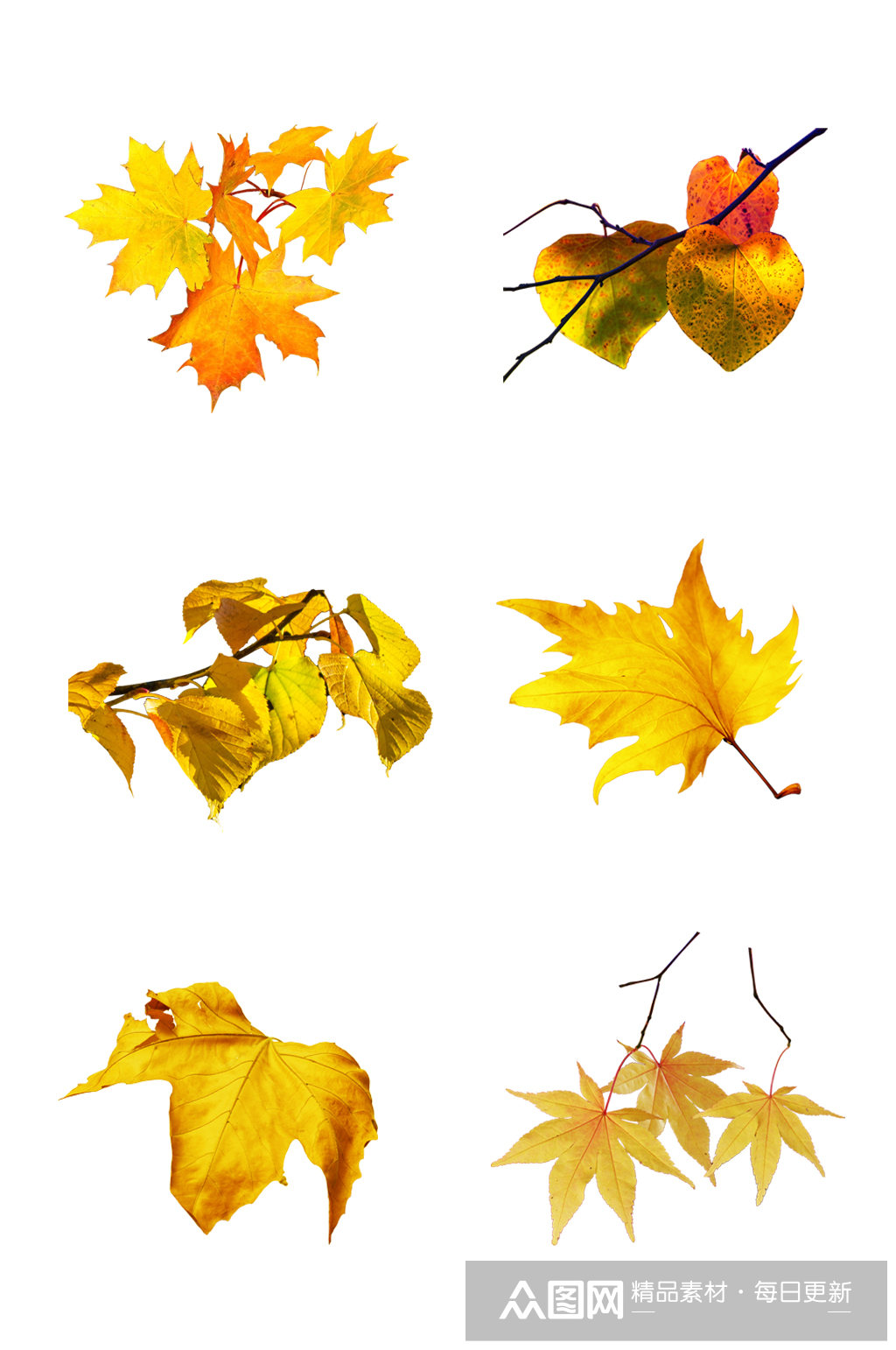 秋天树叶枫叶元素