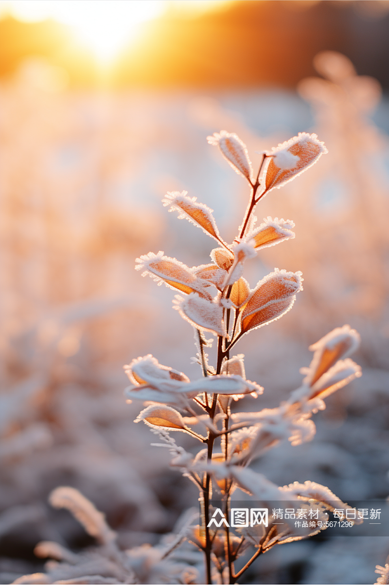 冬季霜植物数字艺术图片素材