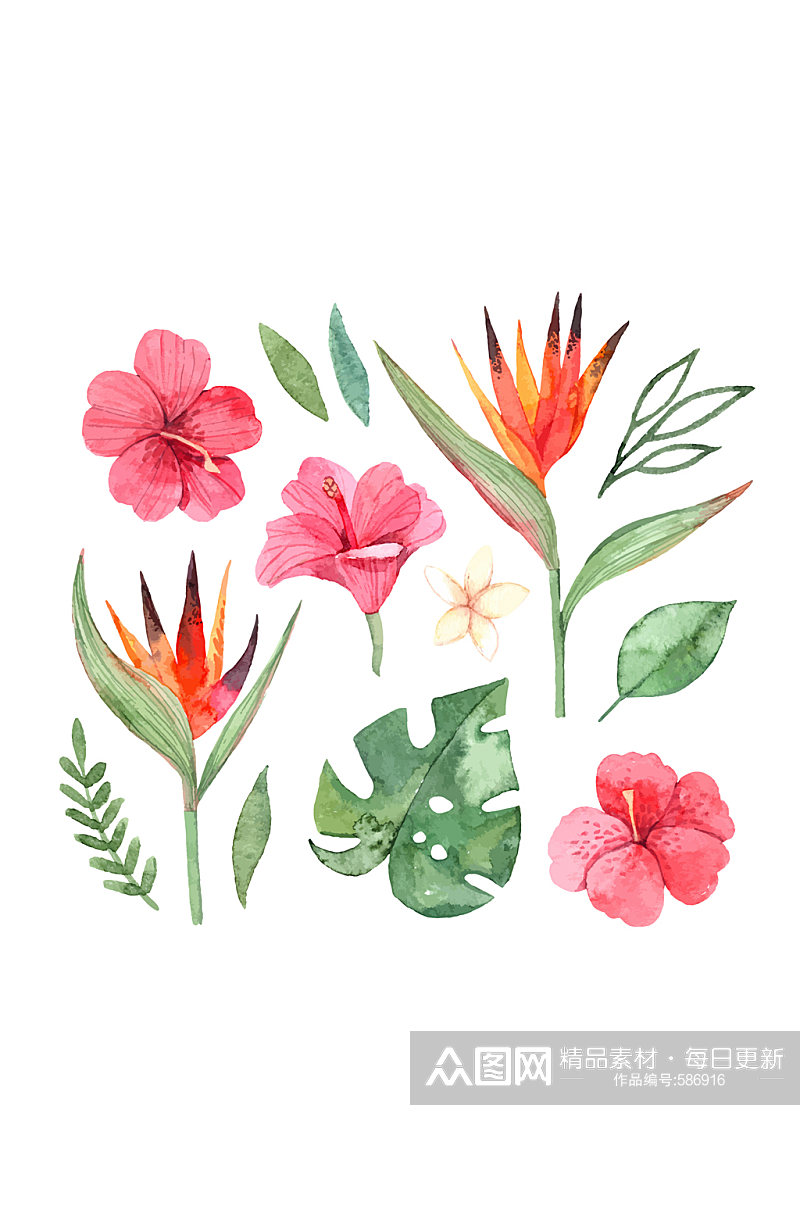 13款彩绘热带花卉和叶子矢量图素材