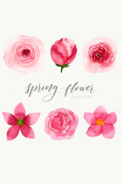 6款水彩绘春季粉色花卉矢量图