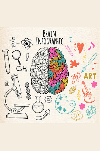 彩绘左右脑功能信息图矢量素材