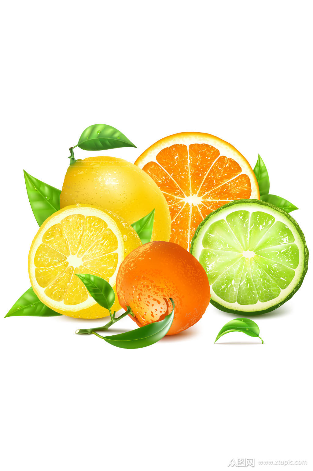 新鲜橙子和柠檬矢量素材