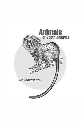 手绘南美洲狮面狨矢量素材