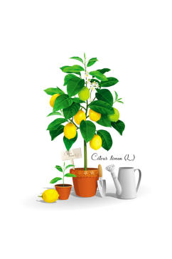 彩色柠檬树与花洒设计元素素材矢量