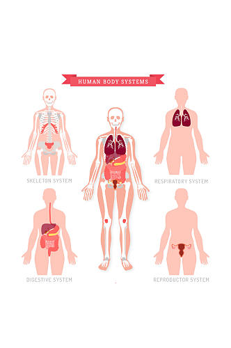 精美彩色人体构造设计元素素材矢量