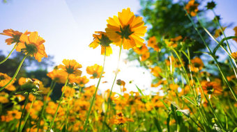 风景自然实拍小清新视频-众图网