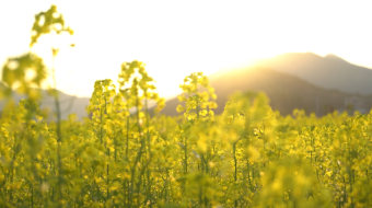 油菜花花田春暖花开4k实拍-众图网