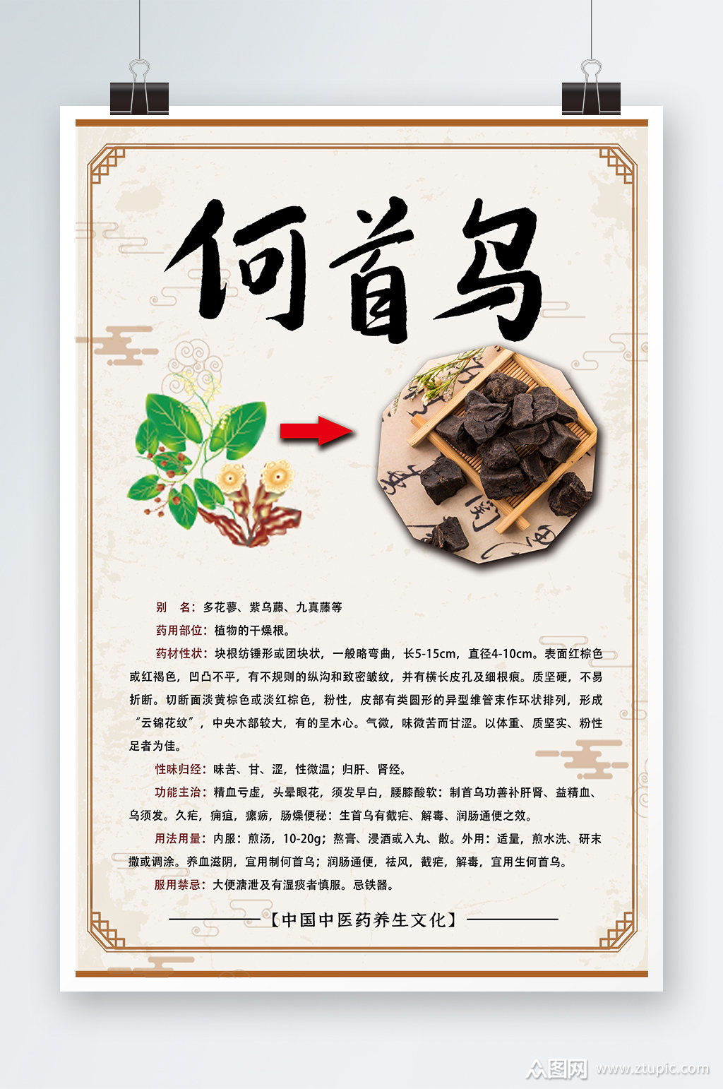 中药文化何首乌海报设计素材