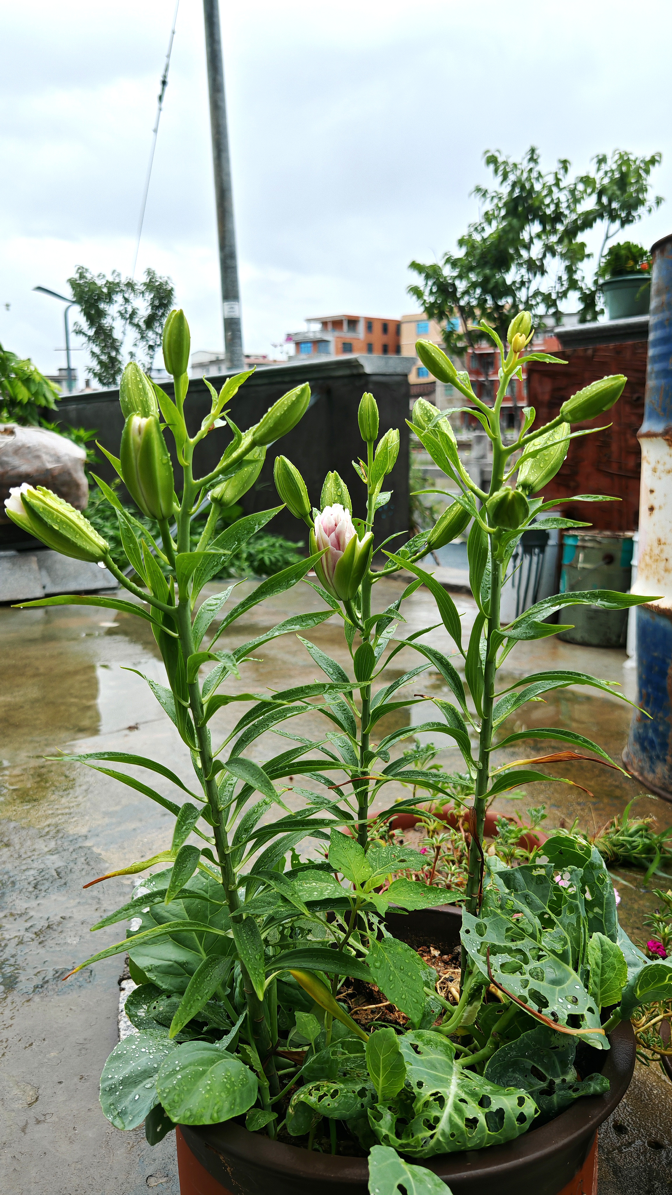 庭院中盆栽的绿植素材