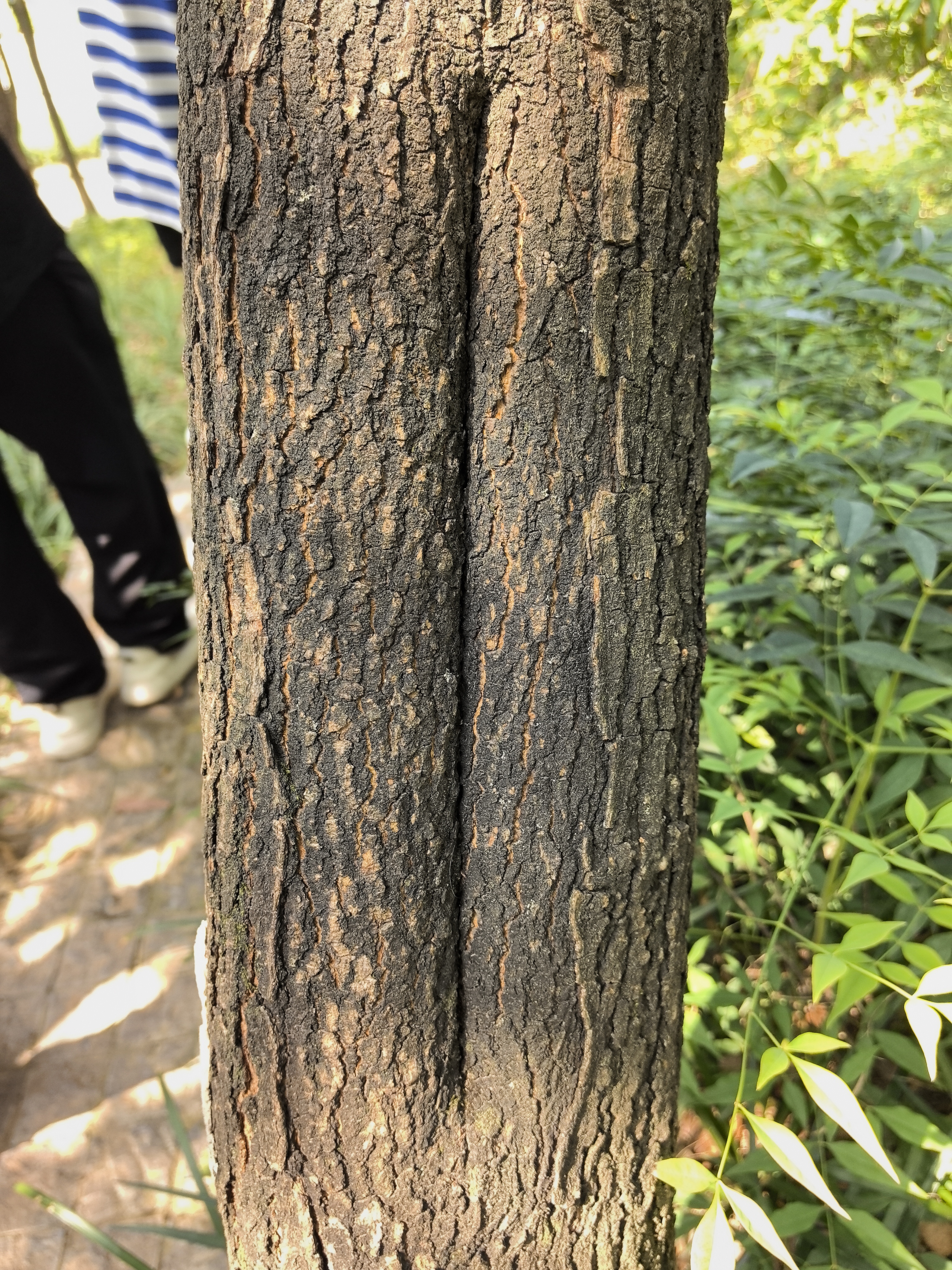 树皮树干纹理特写素材