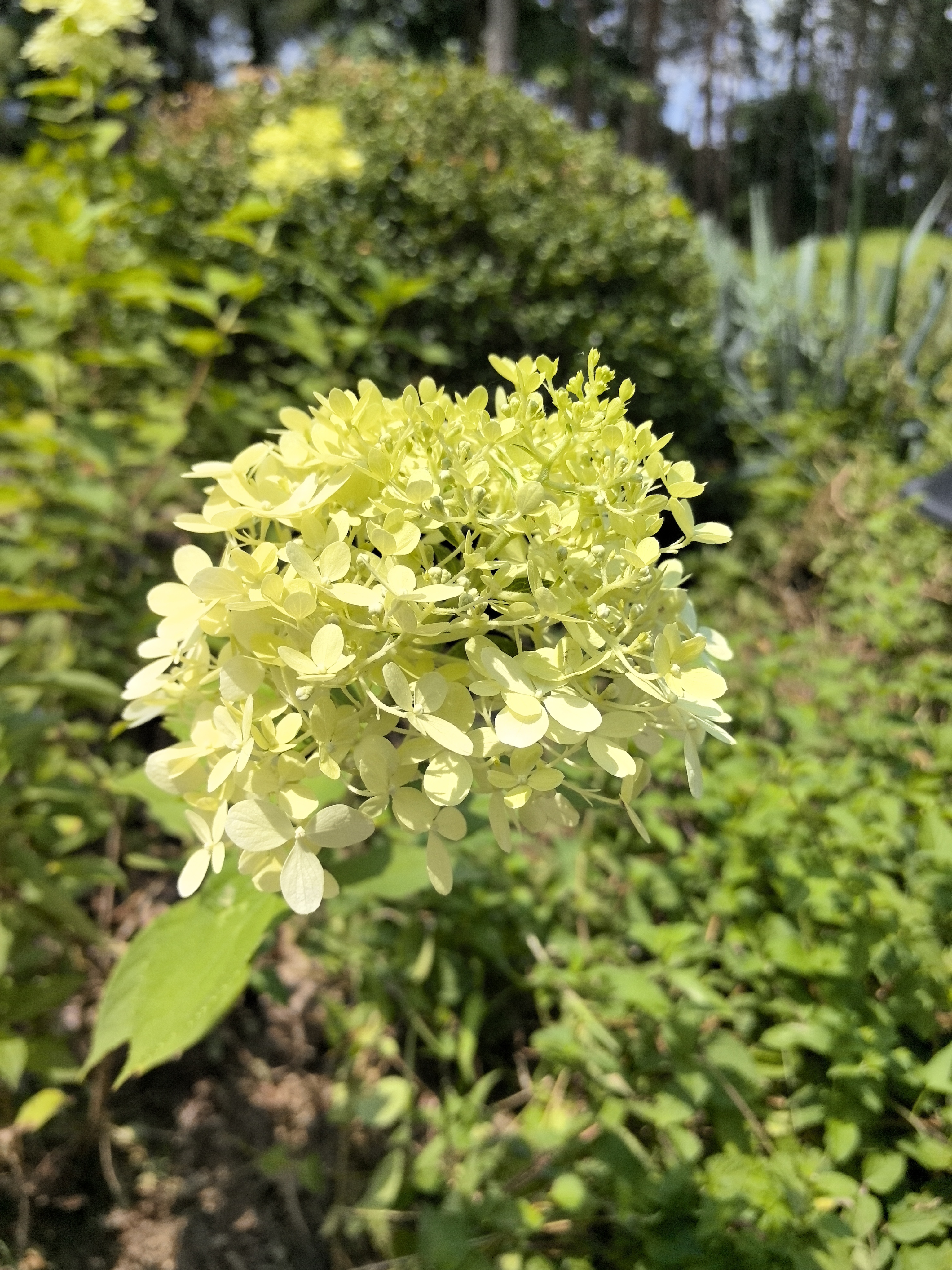 阳光下繁茂生长的绿植素材
