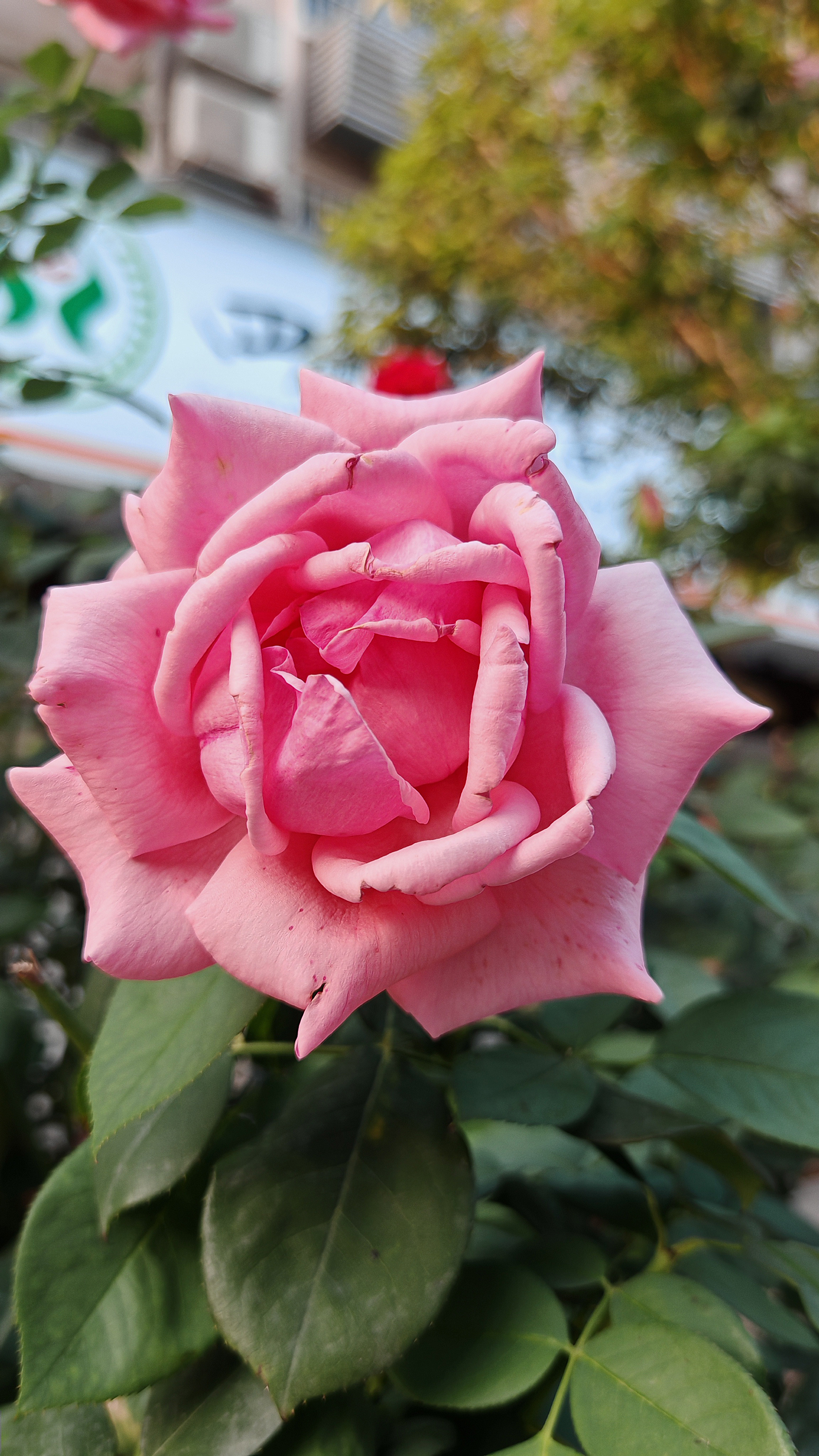 绽放的粉色月季花素材