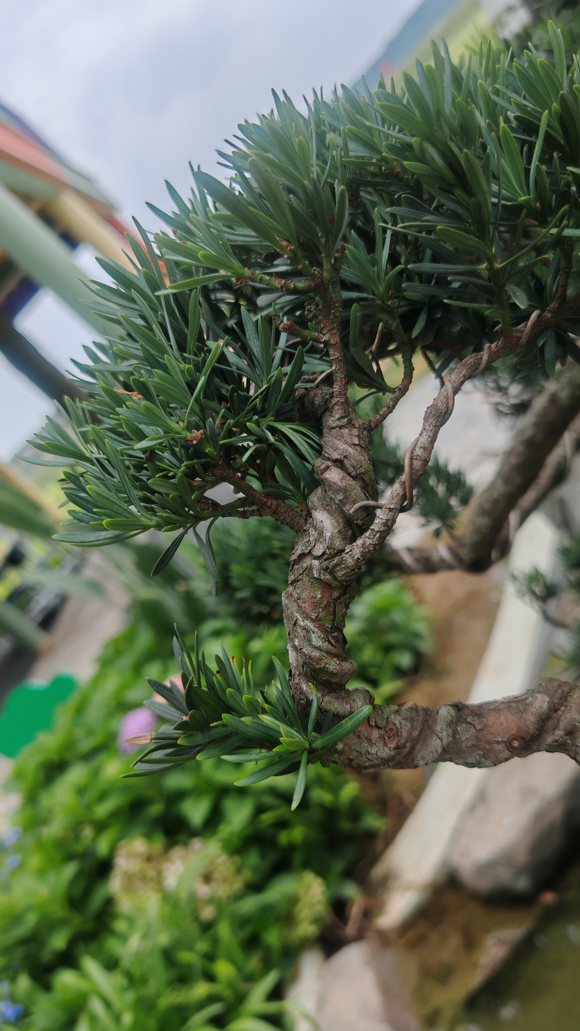 景区内假山上的针叶绿植素材