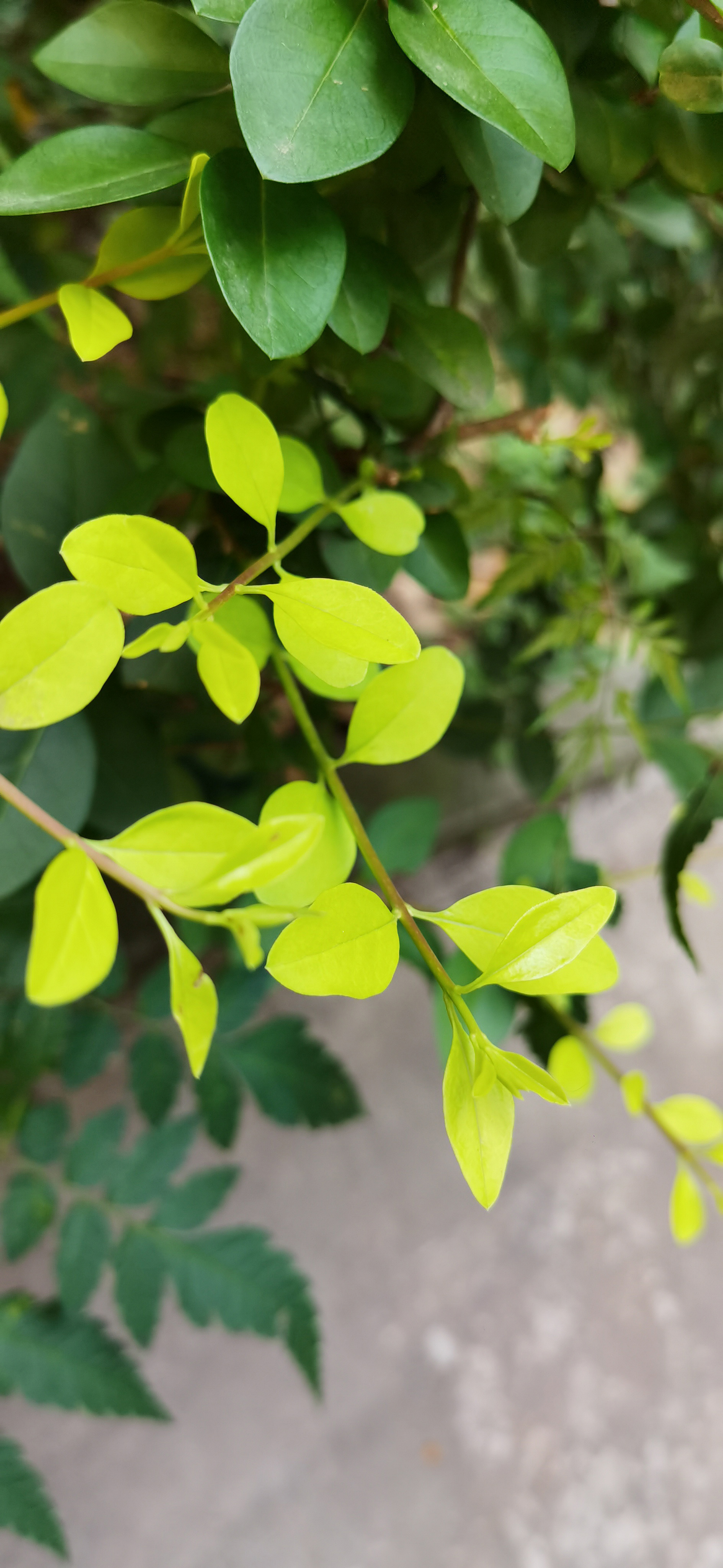 新长出来嫩绿的枝叶素材