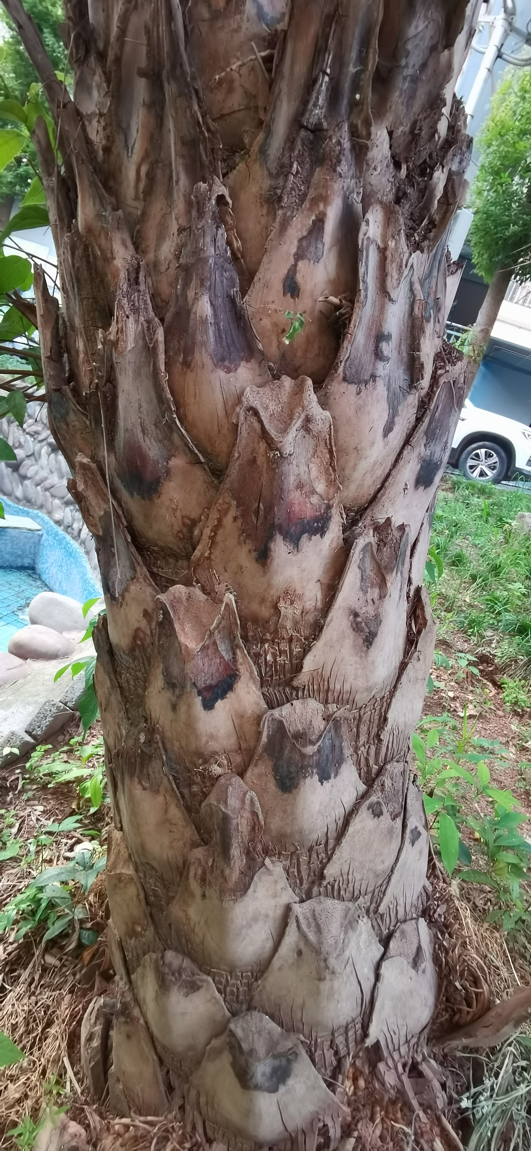 草地上的铁树树干特写素材