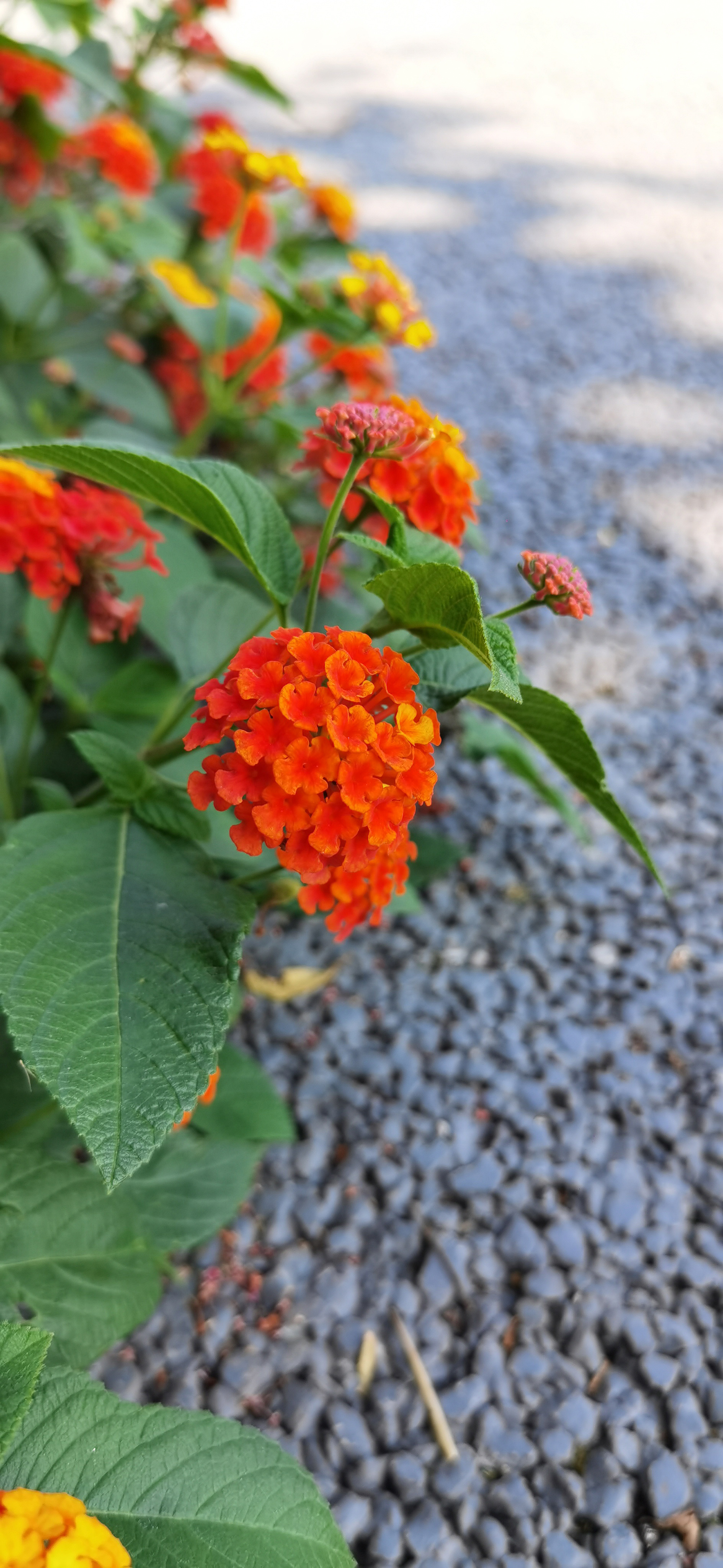 城市中绽放的多彩花卉素材