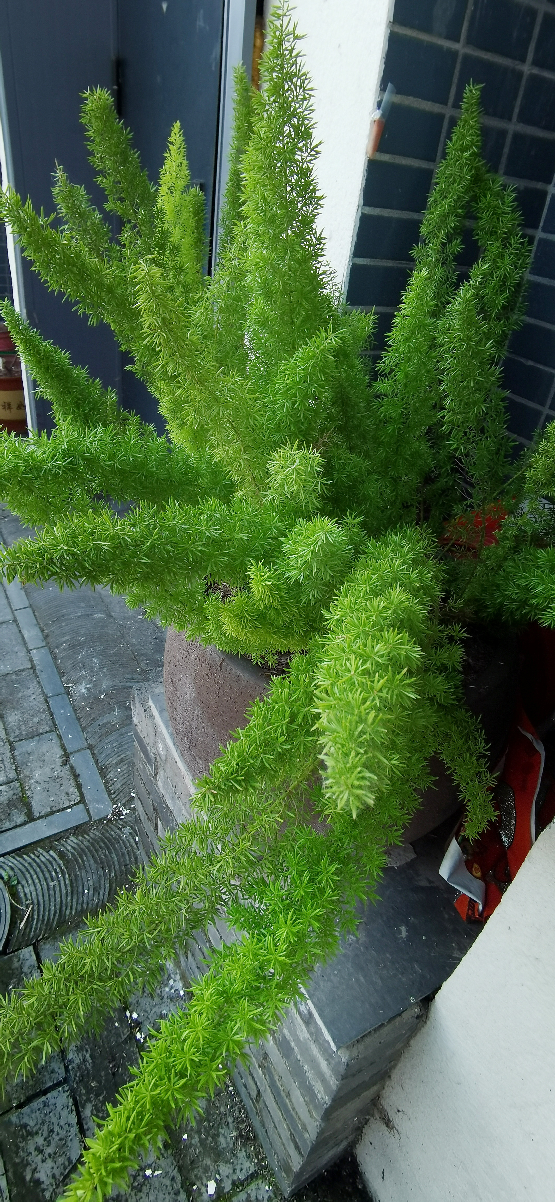户外阳光照射下的繁茂绿植素材