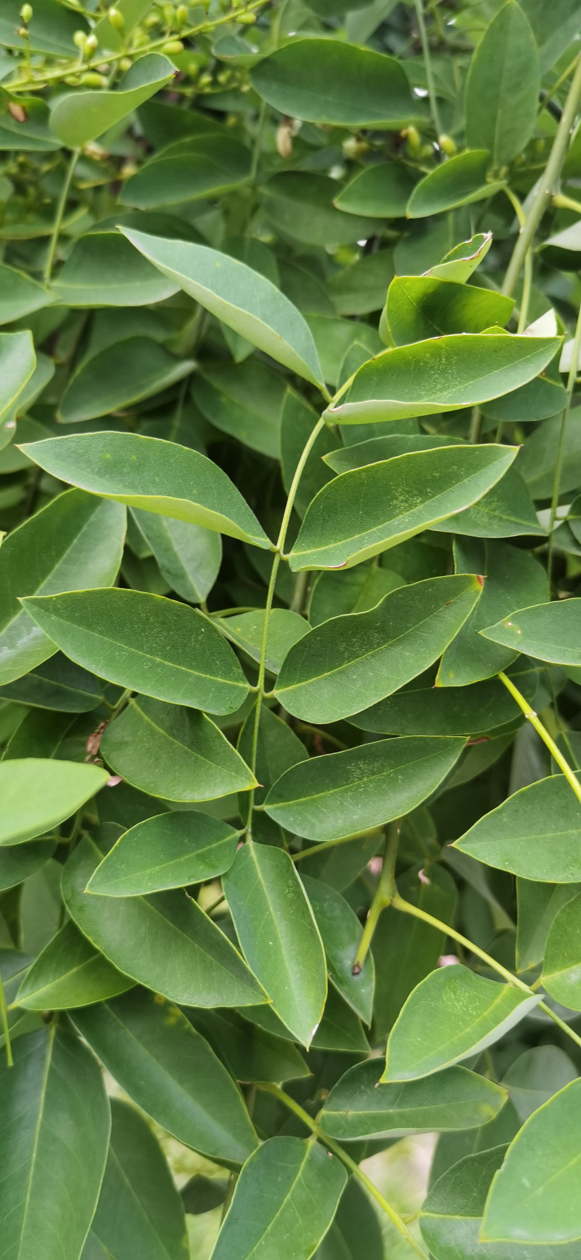 公园里的花草树木素材