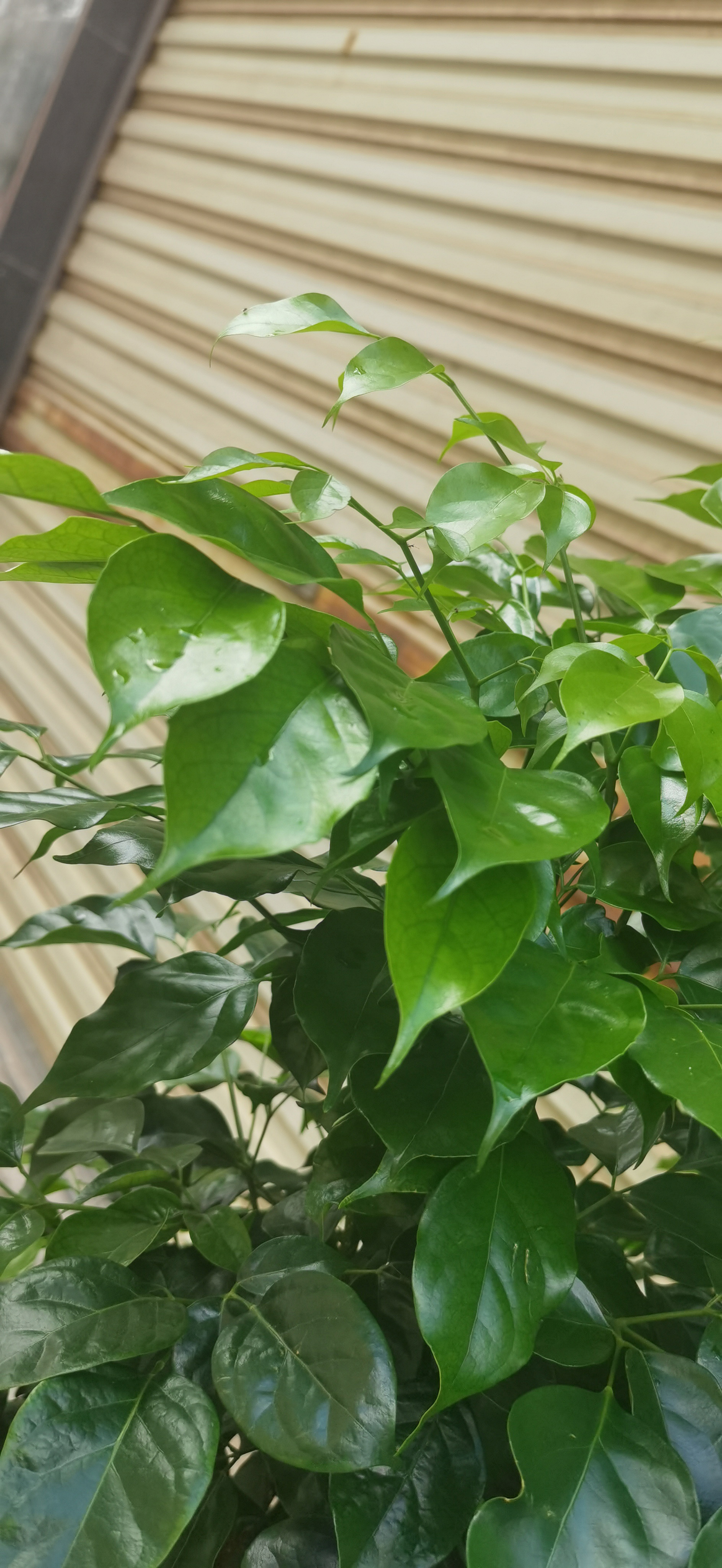 城市中的盆栽绿植素材